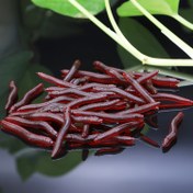 Resim 80 160 240 Gerçekçi Kırmızı Toprak Yosunlu Yumuşak Yemler - Balık Yem, Plastik Yosunlar için Canlı Balıkçılık Simülasyonu, Açık Hava Balıkçılığı için Temel | Detaylı Bölümlü Tasarım | Yosunlu Dokulu, Balık Yem 