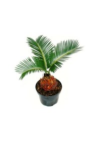 Resim Cycas Ağacı Tohumu Sikas Ağacı Tohumu Revoluta Süs Ağacı 10 Adet Dev Tohum 