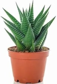 Resim Hediyelik Fuşya Renk Sıklamen Çiçeği Sevgililer Gününe Özel Sukulent Hediyeli, BTS001NA2854 