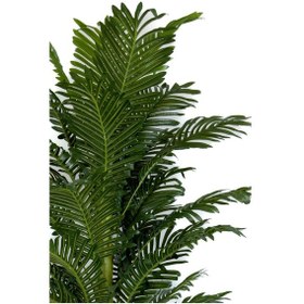 Resim Areka Palmiyesi 170cm Metal Siyah Gold Darbuka Saksıda H 