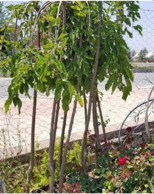 Resim Ters Dut Paraşüt-140 Cm ve Üzeri 