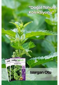 Resim 100 Adet Isırgan Urtica Dioica Tohumu 