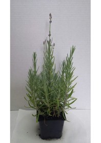 Resim Lavanta - Lavandula Angustifolia 