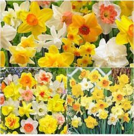 Resim Karışık Renkli Nergis Mixed Daffodil Soğanı 10 Adet 