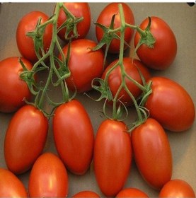 Resim Doğal Salçalık Roma Vfn Domates Tohumu 20 Adet 1 Set 