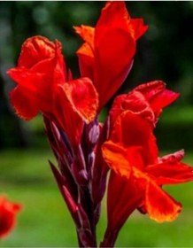 Resim Kana Çiçeği Kırmızı Açan Tesbih Çiçeği 40-60 Cm Boyunda 