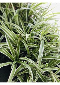 Resim Foliumbotanik Kurdele Çiçeği Ke57 