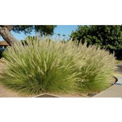 Resim Pennisetum Çalısı 3'lü Set 