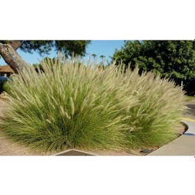 Resim Pennisetum Çalısı 3'lü Set 