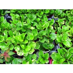 Resim Peperomia 5 Adet - Ofis Ve Salon Bitkisi 