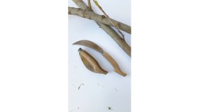 Resim Börte Store Paslanmaz Çelik Ahşap Saplı Bıçkı Ağaç Dal Kesme Testere Ağızlı Yerli Bursa Kalın Diş 