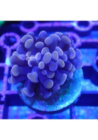 Resim Şaft Askısı E70 Ors Rulmanlı 