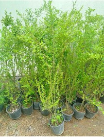Resim Çin Kurtbağrı 3 Adet 100-120 Cm L.sinense Çiçek Açan Çit Bitkisi 