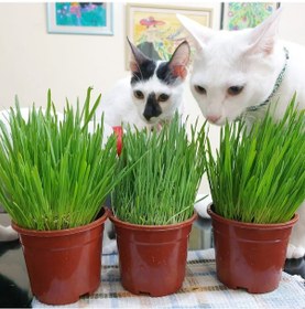 Resim Kedi Çimi 12 cm'lik Saksıda 3 Adet 