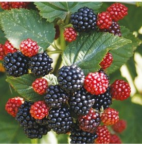 Resim Tüplü Dikensiz Rubus Bursa-2 Böğürtlen Fidanı 
