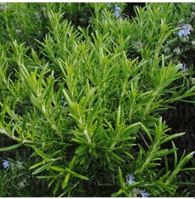 Resim Aromatik Saksılık Abraxas Biberiye Fidesi 3 Fide 