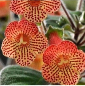 Resim Özel Tür Citronella Kohleria Japon Küpelisi Çiçeği Fidesi 1 Fide 