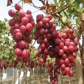 Resim Tüplü Sofralık İri Taneli Kırmızı Globe Üzüm Fidanı 