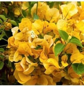 Resim Videolu Sarı Begonvil Çiçeği Fidanı 50 Cm Saksılı/Tüplü Dış Mekan Sarmaşık Bitkileri Yellow Begonia 