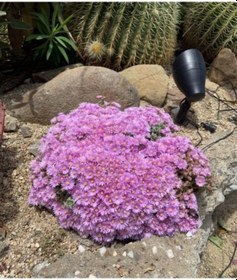 Resim Pembe Buz Çiçeği Oscularia Deltoides 135 Adet 