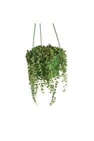 Resim Tunç Botanik Tesbih Çiçeği – Bezelye Kolyesi - Askılı Saksıda 