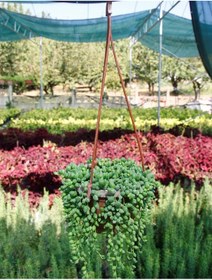 Resim Tesbih Çiçeği Askılı Saksıda 2 Adet 