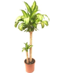 Resim Dracaena Massageana Üçlü 4257 