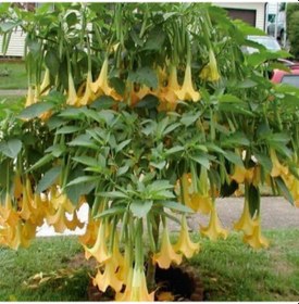 Resim Yoğun Kokulu Yellow Sia Çiçeği Meleklerin Borazanı Çiçeği Fidanıb 