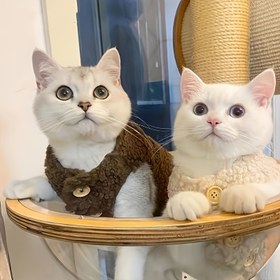 Resim 1 adet Rahat Örme Kedi Kazak Yelek - Tüm Mevsim Polyester Evcil Hayvan Giysileri Düğmeli, Sıcak Kuzu Yünü Kumaş Küçük, Orta, Mini Irklar için - Sonbahar, Kış, İlkbahar için İdeal 