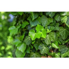 Resim Hedera Helix - Orman Sarmaşığı 100 - 150 cm 5 Adet 