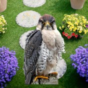 Resim 2D Düz - 1 adet, 2D Düz, Falcon Bahçe Direği Dekorasyonu - Gerçekçi Plastik Açık Alan Dekorasyonu, Bahçe, Patio veya Çiftlik için - Mezuniyet Sezonu ve Hayvan Temalı Bahçe, Bahçe Dış Mekan Dekorasyonu için mükemmel 