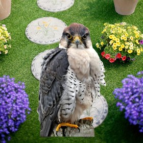 Resim 2D Düz - 1 adet, 2D Düz, Falcon Bahçe Direği Dekorasyonu - Gerçekçi Plastik Açık Alan Dekorasyonu, Bahçe, Patio veya Çiftlik için - Mezuniyet Sezonu ve Hayvan Temalı Bahçe, Bahçe Dış Mekan Dekorasyonu için mükemmel 