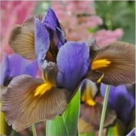 Resim Erdo Ticaret 20 Adet Golden Beauty Iris Süsen Karışık Renkli Soğanı 