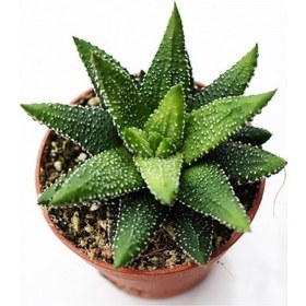 Resim Haworthia Pumila 15 Adet 