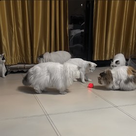 Resim 2'li Paket Kedi Oyuncakları, Evcil Hayvanlar için Akıllı Kendi Kendine Oynayan Otomatik Yuvarlanan Top - Yavru ve Yetişkin Kediler İçin Can Sıkmayı Giderici İnteraktif Oyuncağı 