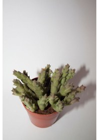 Resim Leş Kaktüs Orbea Variegat Sukulent Tekli 5,5 Cm Saksıda 