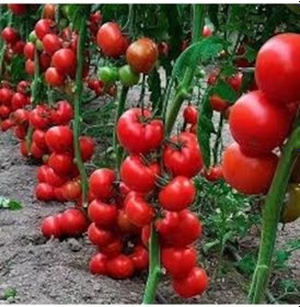 Resim 30 Adet Tohum Nadir Sırık Domates Tohumu Tohum 