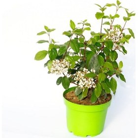 Resim Viburnum Tinus - Yaprak Dökmeyen Kartopu Yeşil Saksıda 10 Adet 