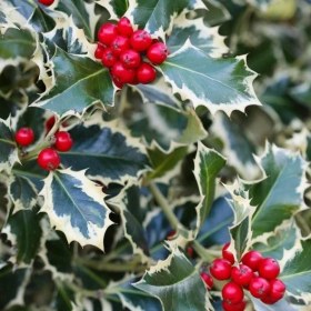 Resim Alacalı Çoban Püskülü Bitkisi 