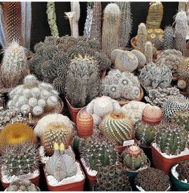 Resim Karışık Kaktüs Bitkileri Çiçeği Tohumu 900 Tohum 