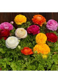 Resim 10 Adet Şakayık Çiçeği Soğanı..karışık Renkler.yeni Mahsul. 