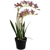 Resim Mikasa Moor P282.356477 Pembe Yapay Vanda Orkide 61cm 