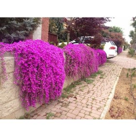 Resim Acem Halısı 10 Adet - Askılı Saksıda 