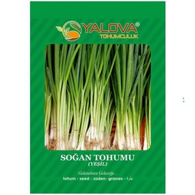 Resim Yalova Yeşil Soğan Tohumu (BTK.01197) 