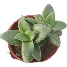 Resim Nura Botanik Kalp Hoya Mum Iç Mekan Sukulent Pembe Minik Boy 5.5cm Şuan Çiçeksizdir 