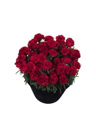 Resim Sweet Pleasure Dark Red Karanfil Çiçeği Fidesi 2 Fide 