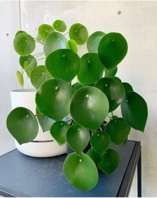Resim Pilea Peperomioides - Para Bitkisi 20-40 cm 