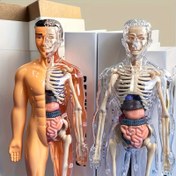Resim 30 adet İnsan Anatomisi Model Seti - Çıkarılabilir İskelet ve Tam Gövde - Gençler için Eğitici STEM Kiti - Çıkarılabilir Organlar ile Tıp Öğretim İskelet Model Kiti, Bilim Sınıfı Gösterileri ve Gösterileri için İnsan Anatomisi Yapısı Öğrenme Aracı 
