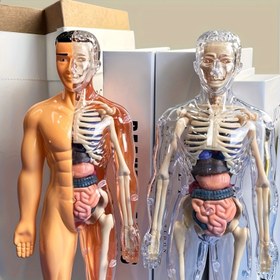 Resim 30 adet İnsan Anatomisi Model Seti - Çıkarılabilir İskelet ve Tam Gövde - Gençler için Eğitici STEM Kiti - Çıkarılabilir Organlar ile Tıp Öğretim İskelet Model Kiti, Bilim Sınıfı Gösterileri ve Gösterileri için İnsan Anatomisi Yapısı Öğrenme Aracı 