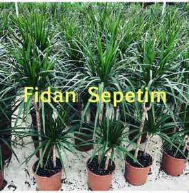 Resim Dracaena Marginata Çiçeği 2 Gövdeli 80-100cm 